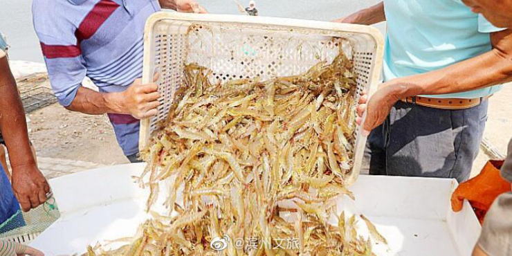 太阳城平台/山东滨州北海“盐田虾”进入捕捞季，捕捞将一直持续到十月底